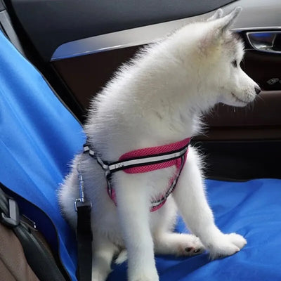 pet carrying rear seat cover